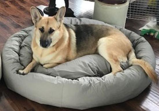 Mammoth Donut Dog Bed