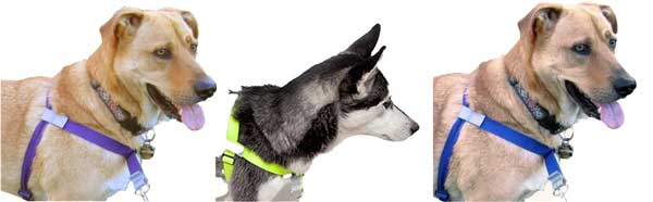Walk Your Dog With Love Harness